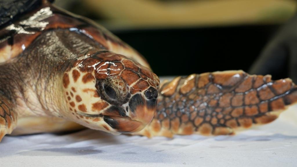 Betty the 'cold-stunned' turtle set for Azores release
