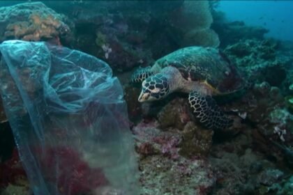 World lagging on key UN biodiversity targets
