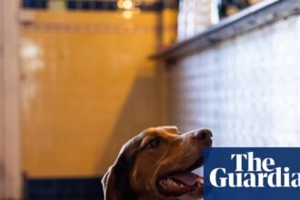 Are pubs and pups a good mix? Dog owners delight as Victoria looks to follow the UK and Europe’s lead