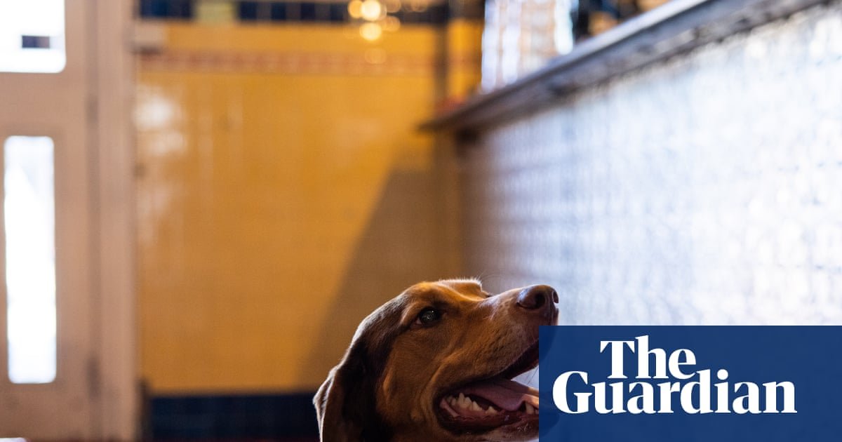 Are pubs and pups a good mix? Dog owners delight as Victoria looks to follow the UK and Europe’s lead