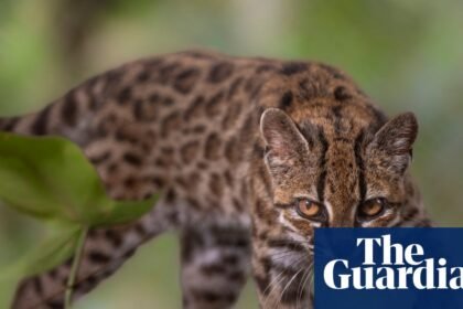 Week in wildlife: a tiny tiger-cat, backyard bears and a frilly pink sea cucumber