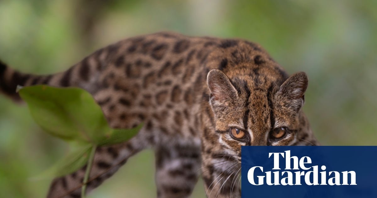 Week in wildlife: a tiny tiger-cat, backyard bears and a frilly pink sea cucumber