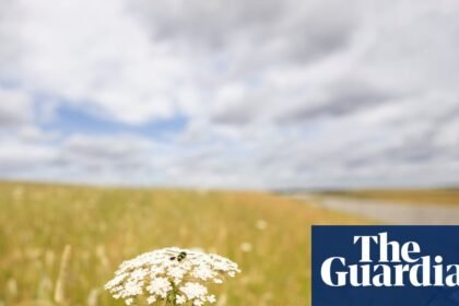 Wildlife arrives on time at rewilded chalk grasslands built along HS2 route
