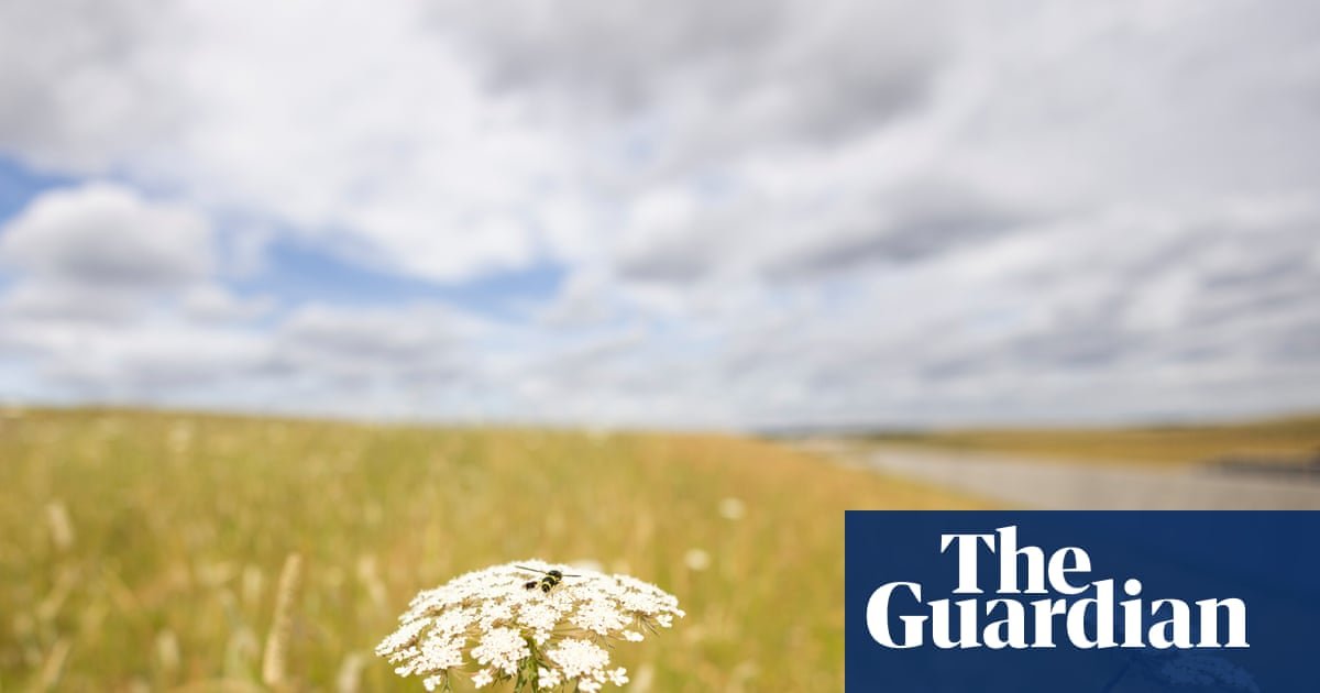 Wildlife arrives on time at rewilded chalk grasslands built along HS2 route