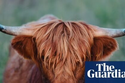 Udder madness: why are highland cows suddenly everywhere?