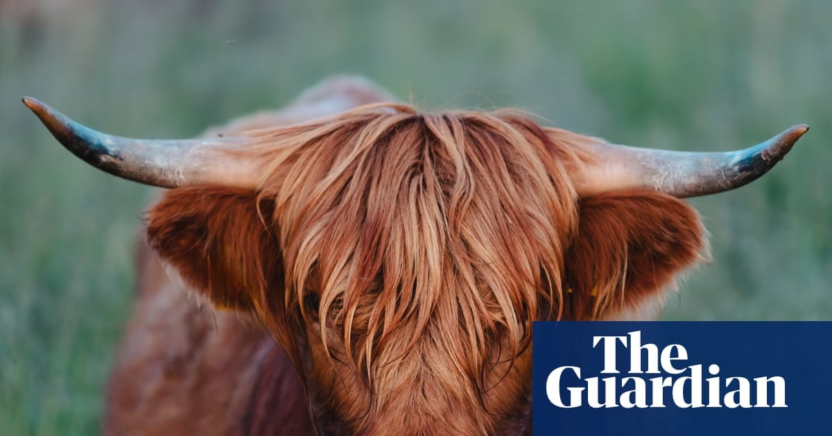 Udder madness: why are highland cows suddenly everywhere?