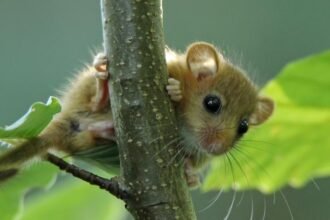 Endangered dormice on farm signal healthy landscape