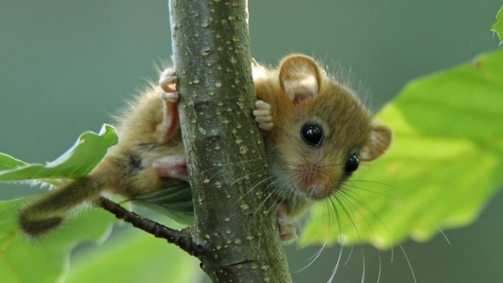 Endangered dormice on farm signal healthy landscape