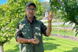 Apple Day called off after poor harvest