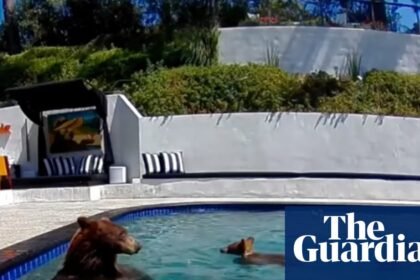 Bear-y good neighbors: humans and animals are learning to live together in an expanding LA
