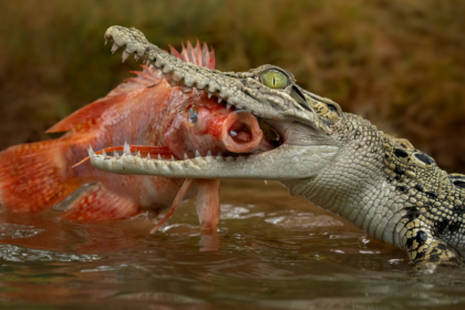 Man charged over AI image of crocodile in Singapore reservoir