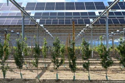 Why farmers are pairing crops with solar panels