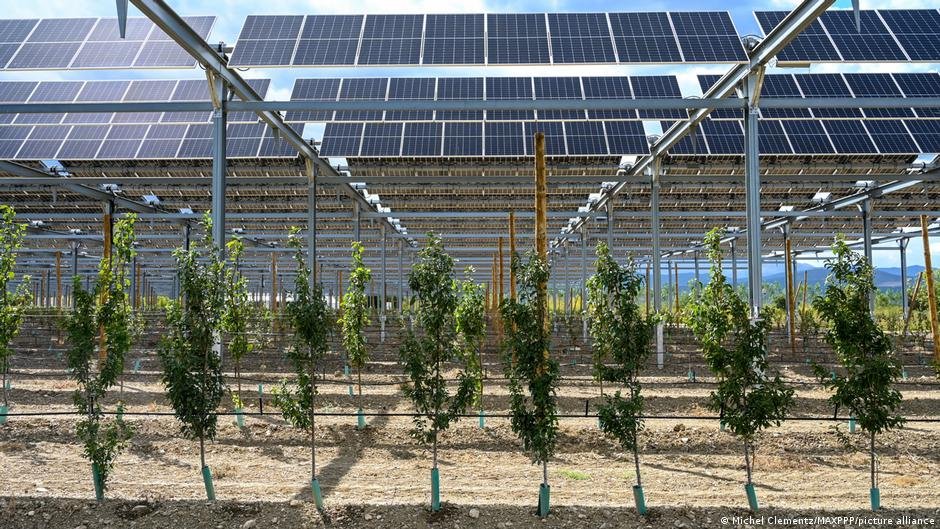 Why farmers are pairing crops with solar panels
