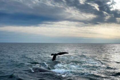 US: Trump administration weakens Endangered Species Act