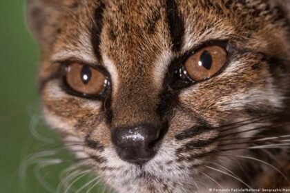 Bolivia: New cat species discovered by scientists