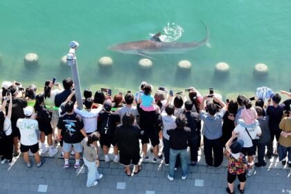 South Korea: Lost shark draws over half a million visitors