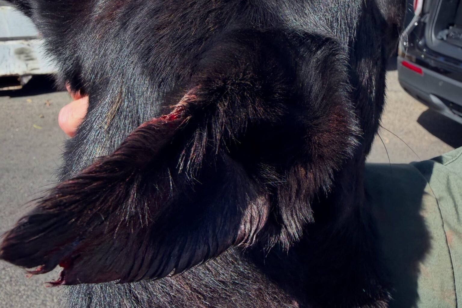Armed suspect bites off piece of police dog’s ear during arrest in California