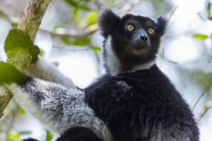 Madagascar's singing lemurs use opera technique, study finds