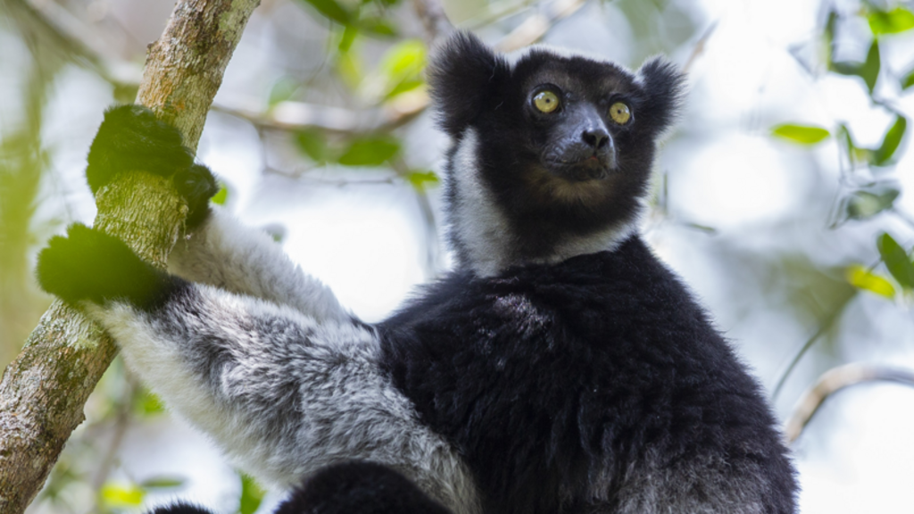 Madagascar's singing lemurs use opera technique, study finds