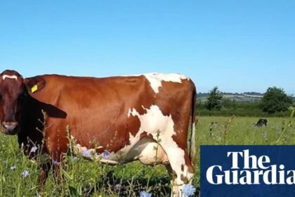 ‘You can taste the land’: the Somerset farmer bringing wildflowers back to cheddar