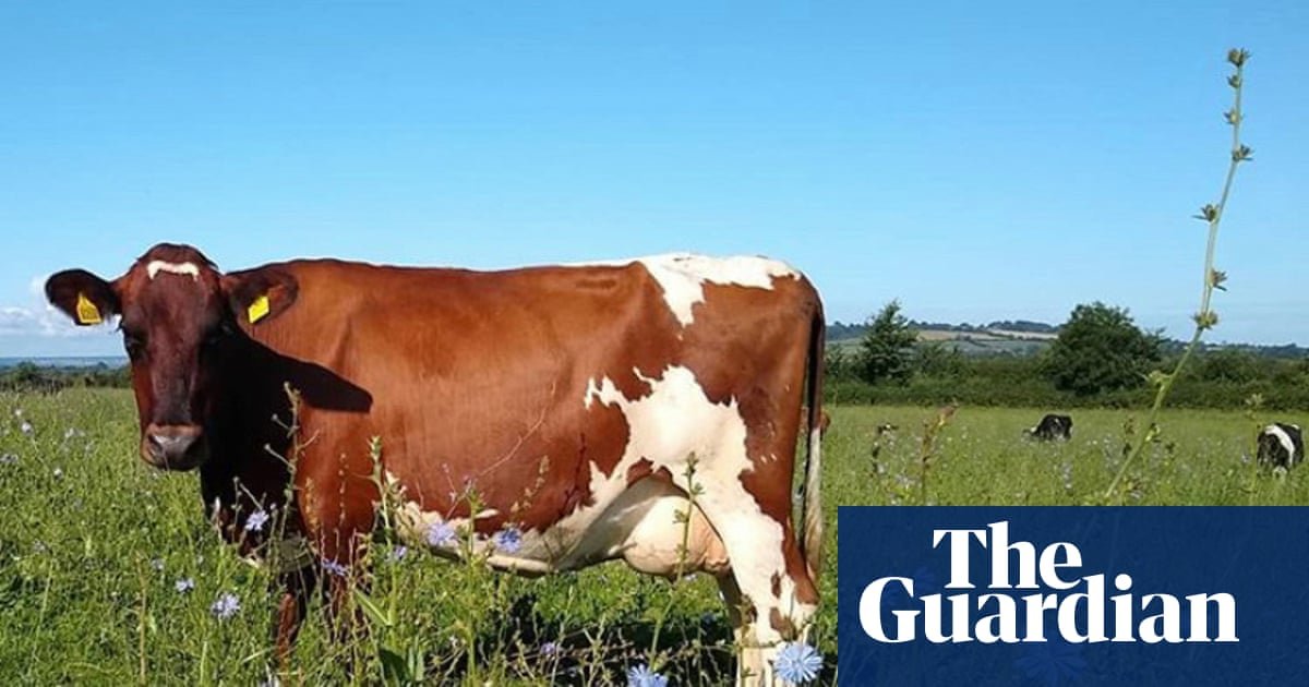 ‘You can taste the land’: the Somerset farmer bringing wildflowers back to cheddar