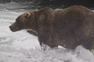 Backpack voted Fat Bear Week 2026 winner, beating former champ's offspring