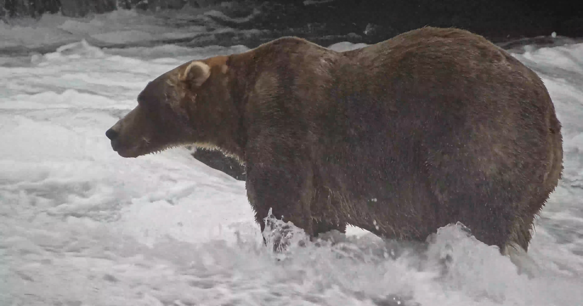 Backpack voted Fat Bear Week 2026 winner, beating former champ's offspring
