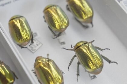 Gold beetles to Darwin's finds - the 70 million museum artefacts going online
