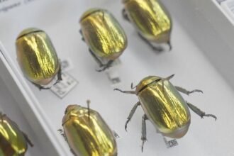 How AI is creating a UK super-museum and revealing our planet's history