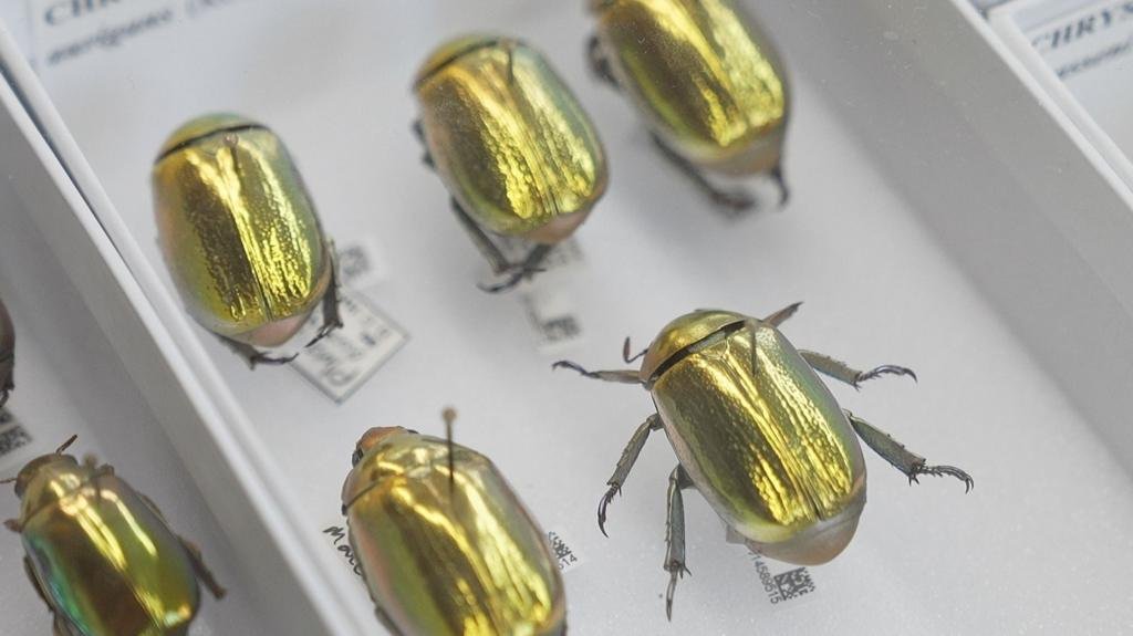 How AI is creating a UK super-museum and revealing our planet's history