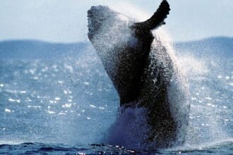 Humpback whale spotted in California river, traveling 60 miles from Pacific Ocean