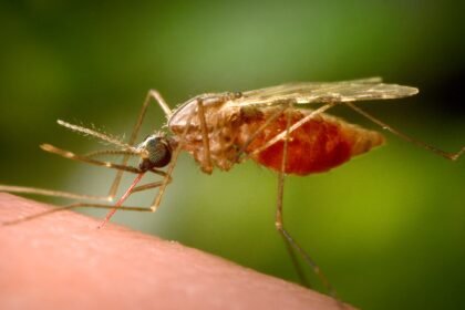 Third person dies from malaria in cluster near Germany’s Frankfurt Airport