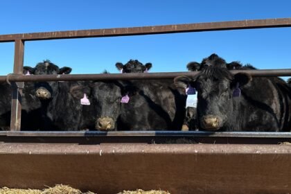 Cattle to feed: Why a global meat crisis is looming