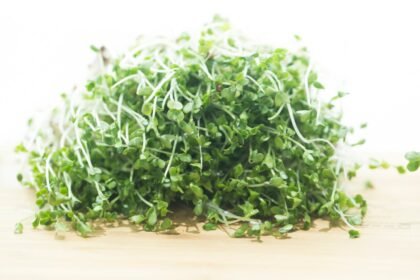 Salmonella outbreak tied to broccoli sprouts grows with more falling ill