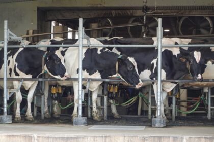 Trump tariffs hit Canada’s dairy farmers as US sales stall