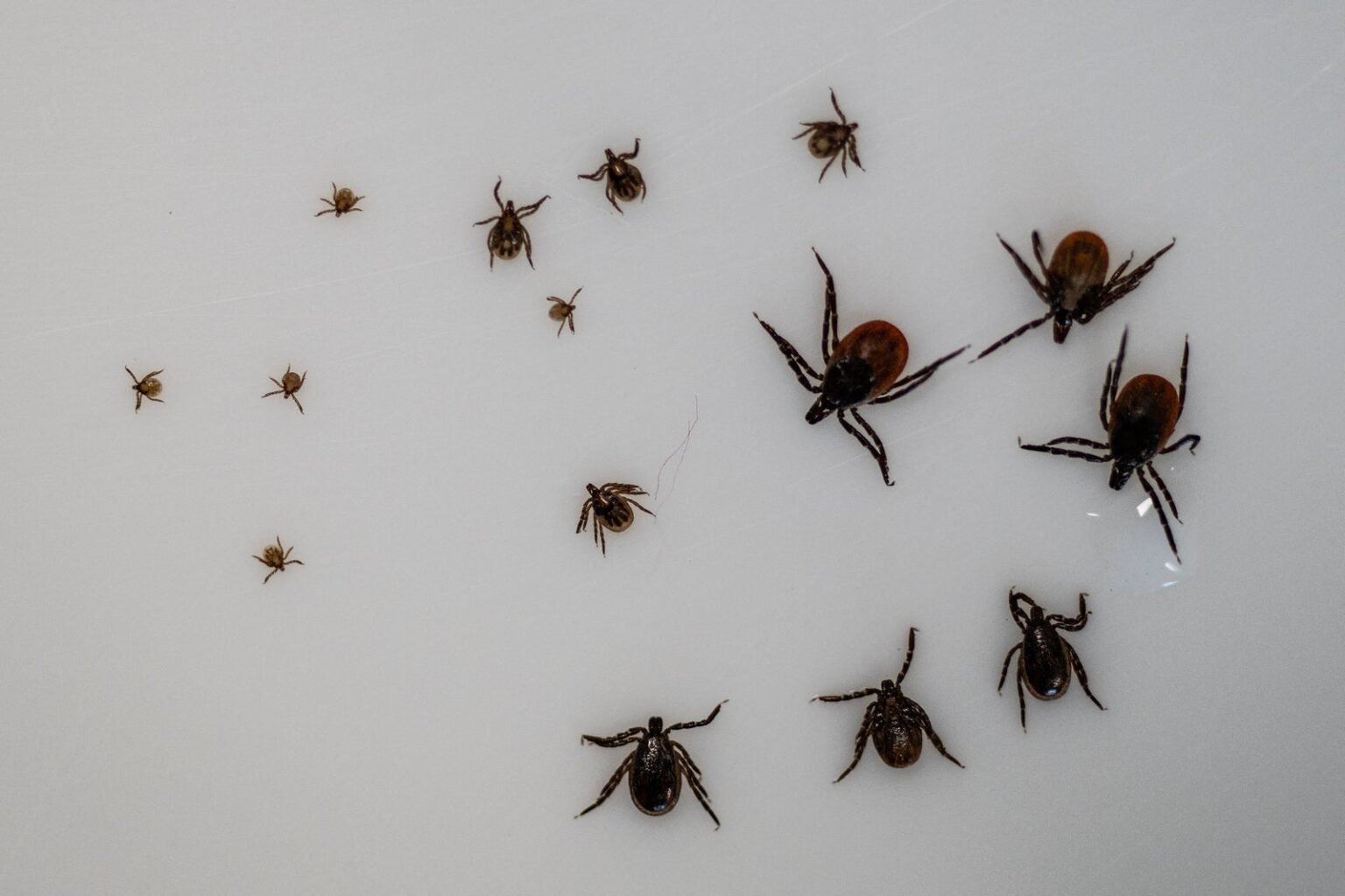 Europe’s worst disease-carrying bug prefers to hunt at night, study reveals