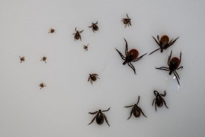 Europe’s worst disease-carrying bug prefers to hunt at night, study reveals