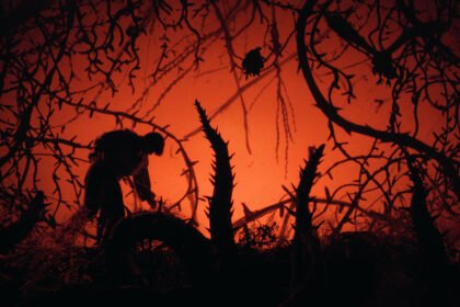 KimStim Acquires North American Rights to León & Cociña’s ‘Donkey Princess’ (EXCLUSIVE)