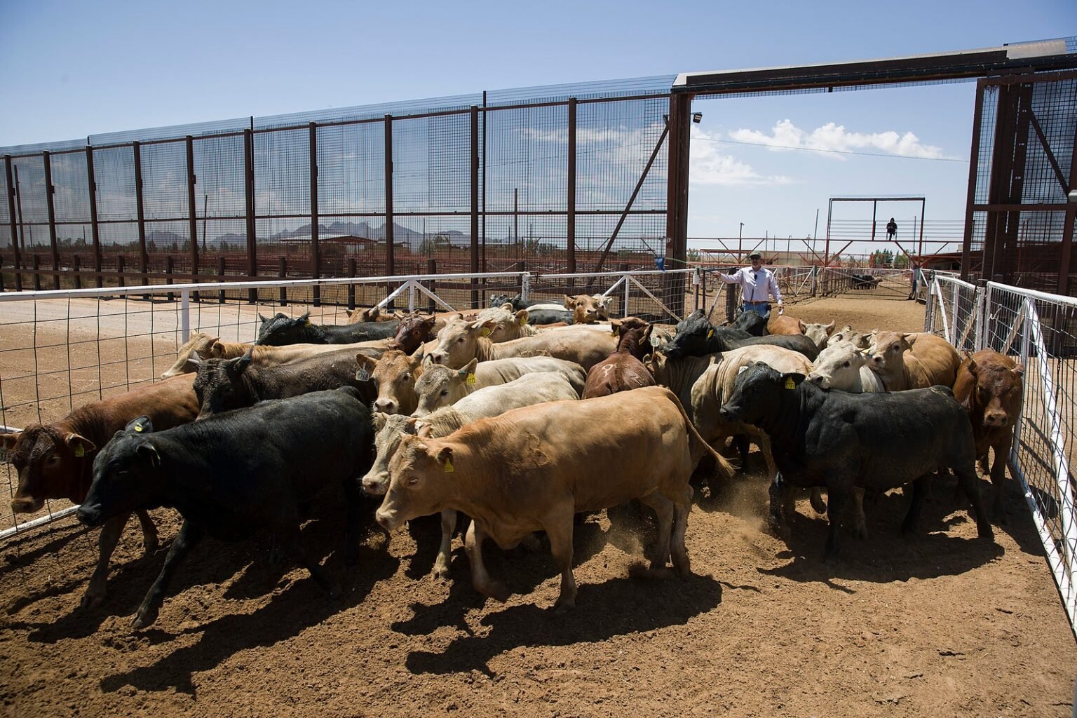 US is reopening its biggest livestock inspection port at the border, expanding America’s cattle supplies