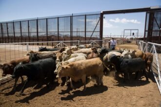 US is reopening its biggest livestock inspection port at the border, expanding America’s cattle supplies