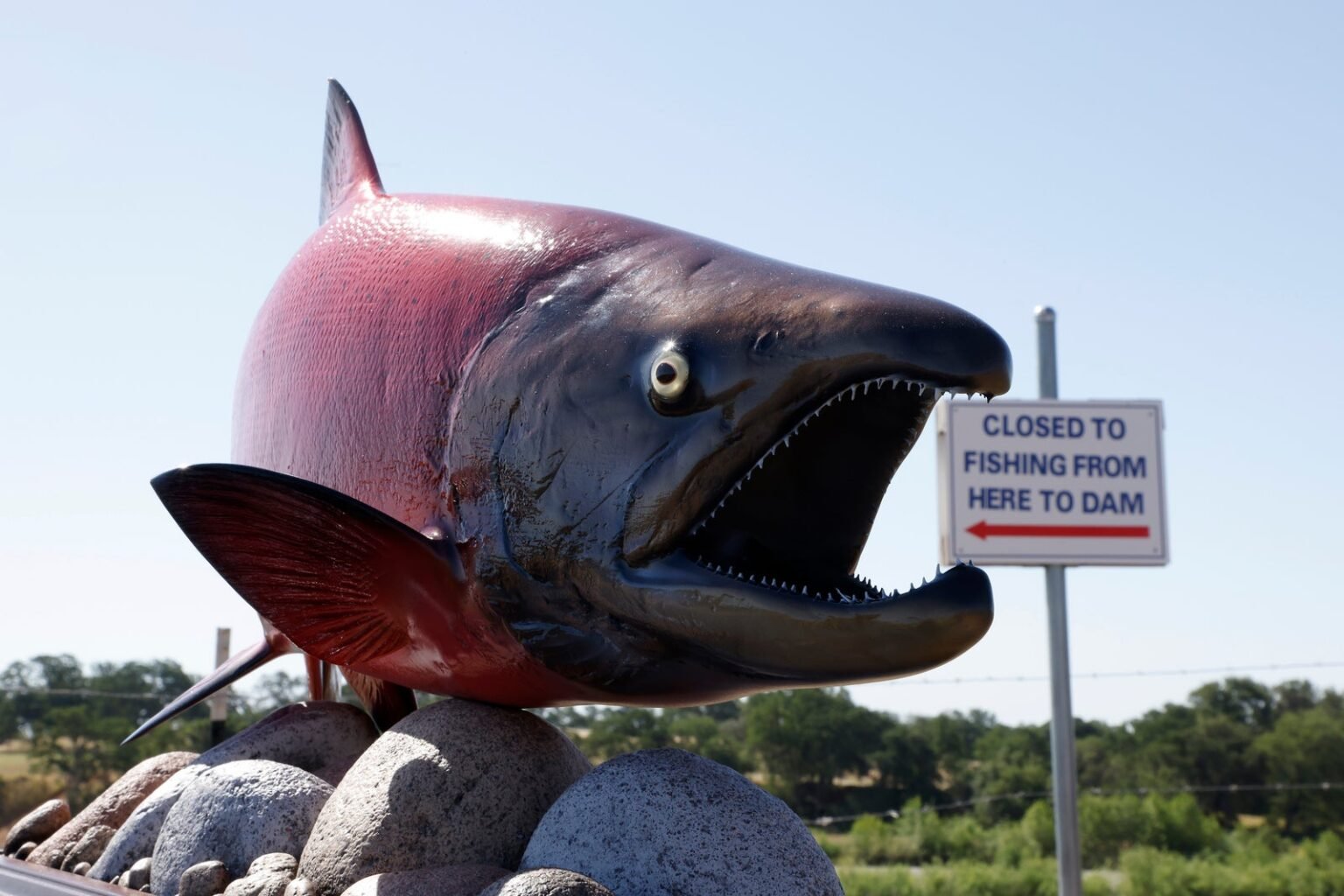 Fish are tweaking on antidepressants — here’s how they’re getting them