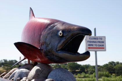 Fish are tweaking on antidepressants — here’s how they’re getting them