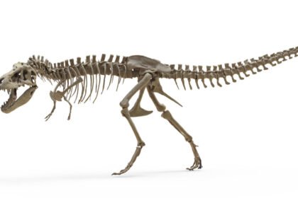 T. rex teeth indicate it ran as warm as an elephant