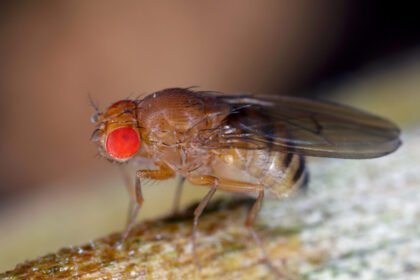 Fruit flies remember their larval diet, which influences their longevity
