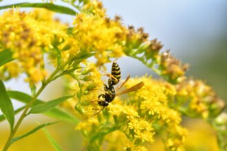 7 Fall Yard Habits That Help Pollinators Survive Winter