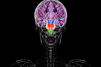 Contrary to some reports, you don't have two brains