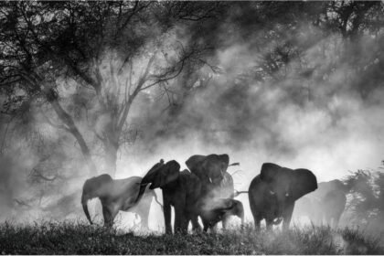Werner Herzog’s ‘Ghost Elephants’ Lands Home Entertainment Deal With Buffalo 8 (EXCLUSIVE)
