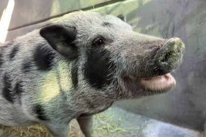 A 100-pound pig named Honey needed a home and the internet stepped up
