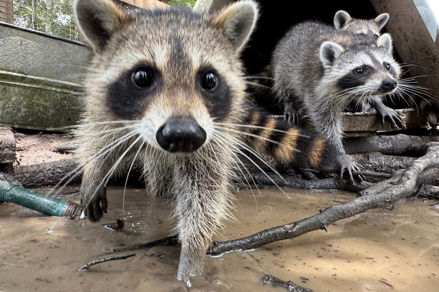 Inside the adorable ‘boot camp’ giving orphaned raccoons a second chance
