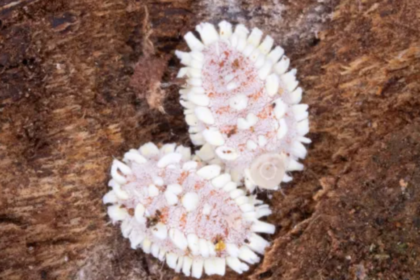 Potentially destructive giant scale insects found at Detroit airport